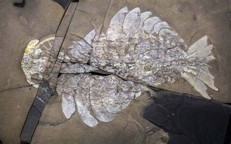  Coelacanthus! Ein Lebendes Fossil aus der Tiefsee