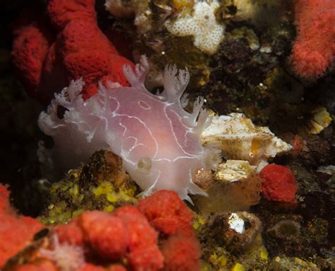  Nudibranch! Ein farbenfrohes Wunder der Unterwasserwelt