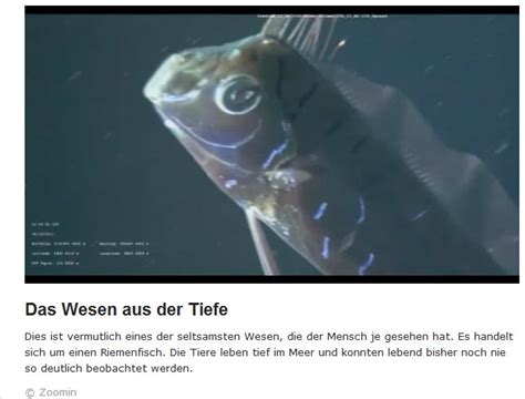  Umbrafisch! Ein Meister der Tarnung, der sich mit seinen leuchtenden Organen im Dunkeln versteckt!