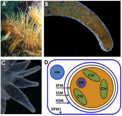 Aiptasia! A Striking Underwater Polyp Renowned for Its Tentacled Beauty and Stinging Defenses