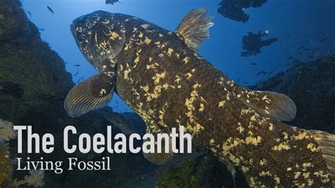  Coelacanthus! Ein Lebendes Fossil aus der Tiefsee