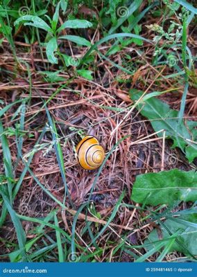  Flatterschnecke -  Erfahren Sie mehr über die faszinierende Reise dieses Weichtieres durch feuchte Wälder!