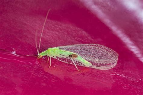  Florfliege - Mit leuchtenden Farben und einem unbändigen Appetit nach Blattläusen!