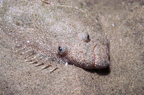  Halibut! Ein Meister der Tarnung, welcher den Meeresboden heimlich zum Fressen nutzt