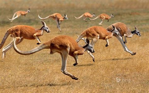  Känguru! Ein Hüpfer durch die australische Savanne mit dem faszinierenden Beuteltier