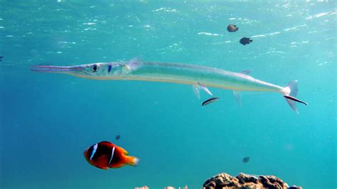  Needlefish! Ein glitzernder Pfeil im Wasser mit einem Vorlieben für salziges Nass