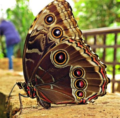  Quendel! Ein seltener Schmetterling mit farbenprächtigen Flügeln und einem faszinierenden Flugverhalten