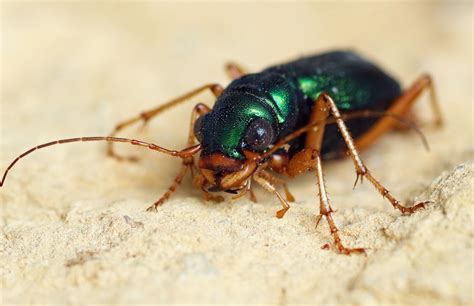  Tigerkäfer! Entdecke den faszinierenden Lebenszyklus dieses leuchtenden Insekts mit metallischem Glanz