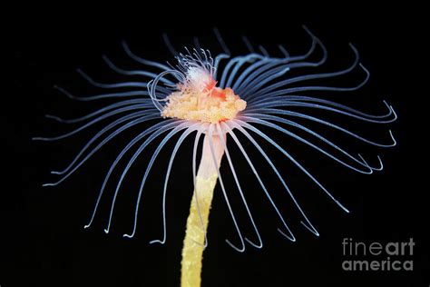 Tubularia! Diese faszinierenden Hydrozoen sind Meister der Tarnung und des geschickten Fangens ihrer Beute.