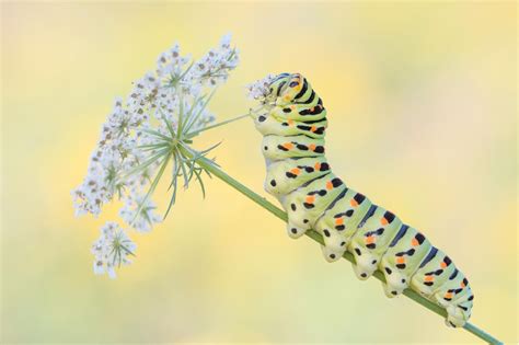  Uropygida! Mit ihren vielen Beinpaaren und dem einzigartigen Körperbau erobern diese Myriapoda die Unterwelt.