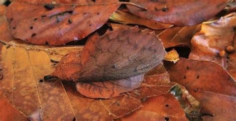  Xanthomonas:  Entdecken Sie den geheimnisvollen Weltmeister des Tarnens und lernen Sie die faszinierende Lebensweise dieser einzigartigen Säugetiere kennen!