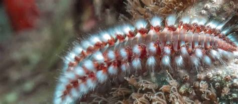  Yellow-Tipped Bristleworm: Ein faszinierender Meeresbewohner mit leuchtenden Härchen und einem unkonventionellen Lebenszyklus!