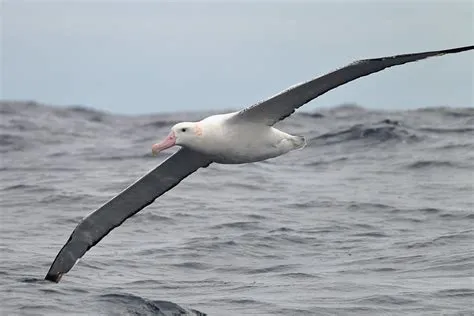  Albatros – Ein Meister des Himmels mit einem Federkleid voller Abenteuer!