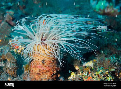 Cerianthus - Ein faszinierender Polyp mit eleganter Tentakelkrone und einem unverwechselbaren Lebensraum!