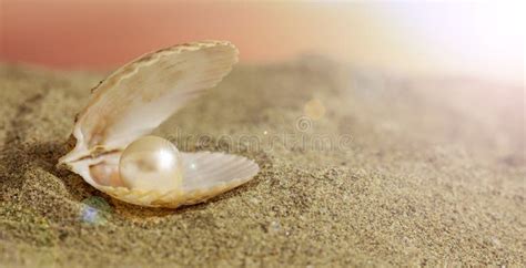  Queensland Quahaug: Ein faszinierendes Bivalvium mit schimmernden Perlen im Sand!